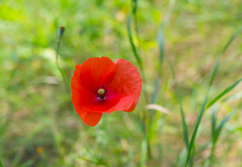 Lonely red poppy in wild herb at summer season