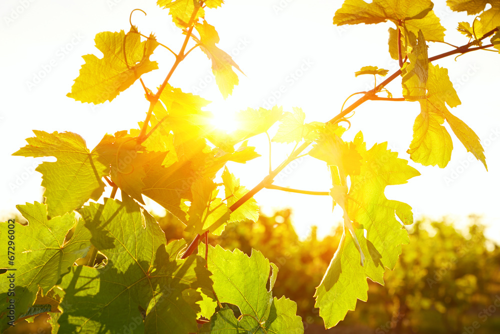 Wall mural photo of grape leaves background warm yellow sunbeam