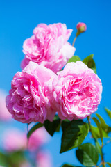Obraz premium rose