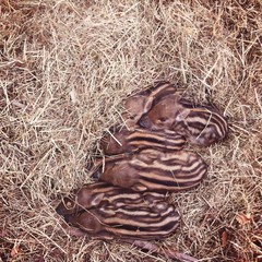 wildschweinbabys