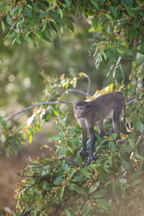 macaque monkey sitting on a tree in its natural habitat