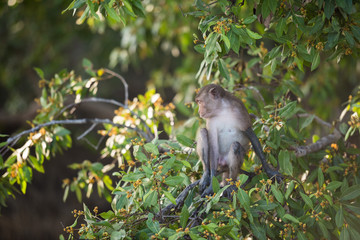 macaque monkey sitting on a tree in its natural habitat