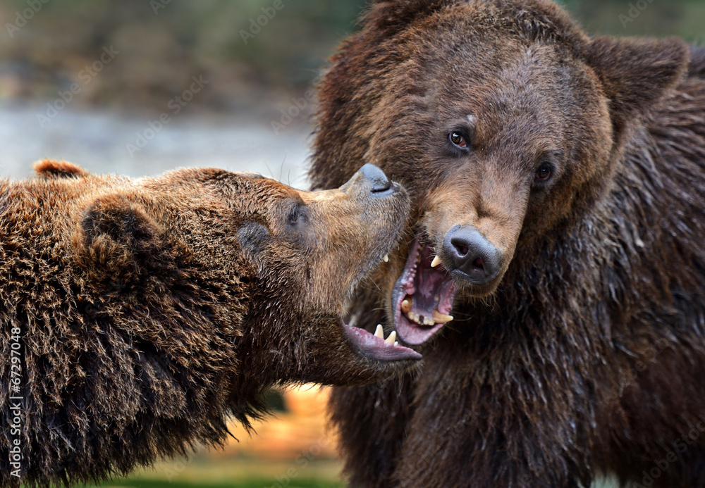 Sticker Brown bear