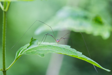 Spider on his leave