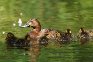 Common Pochard, Pochard, Aythya ferina