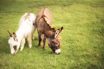 Dwarf Horse eating grass