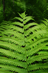 Fern leaf