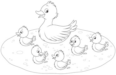 Fototapeta premium Duck and ducklings
