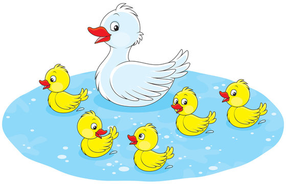 Duck and ducklings swimming