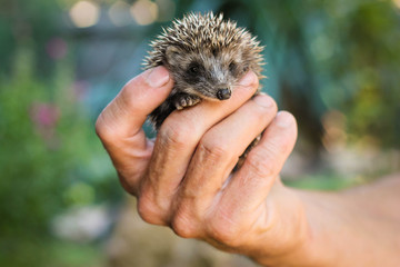 hedgehog