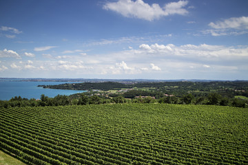 aerial view of vineyard - 67298225