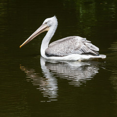 Dalmatian Pelican fishing in the water