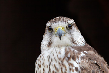 Falco cherrug - Faucon sacré - Saker Falcon