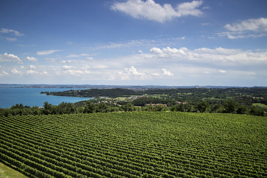 aerial view of vineyard