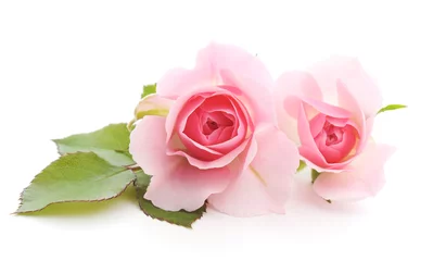 Washable wall murals Roses Pink Roses