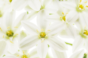 white flowers background