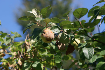 Brown rot quince - obrazy, fototapety, plakaty
