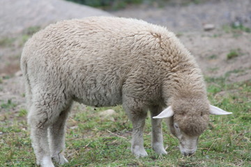 Sheep (Lamb) in Pen