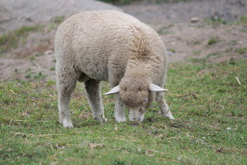 Obraz premium Sheep (Lamb) in Pen