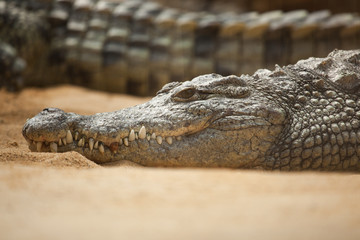 Obraz premium Aggressive alligator in Everglades park in Florida
