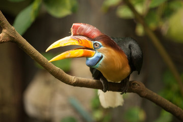 Great hornbill stand on the branch in forest.