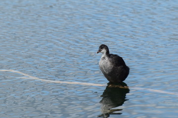 Junge Reiherente im Wasser