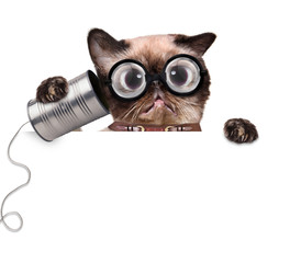 silly ugly cat on the phone with a can
