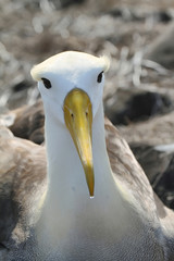 Waved albatross (Phoebastria irrorata)