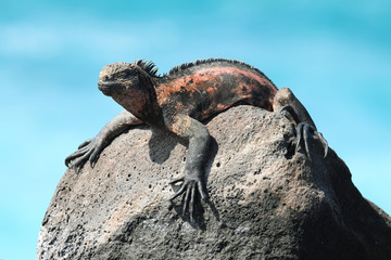 Galapagos Marine Iguana resting on rocks