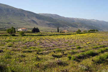 Weinbau Libanon