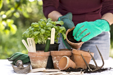 herbs in the garden