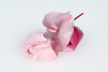 Druesiges Springkraut; Impatiens, glandulifera; Holly; Bachbluet