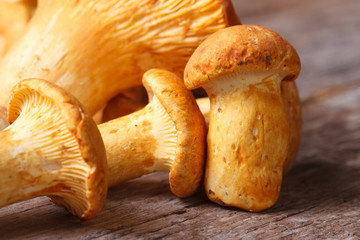 many yellow chanterelle mushrooms macro horizontal