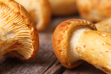 texture yellow chanterelle mushrooms