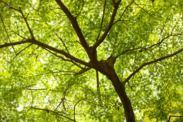 maple tree, yellow leaves brighten maple tree in the forest