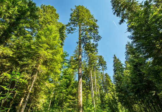 Fototapeta les grands sapins de la Forêt de la Joux