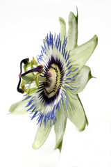 Passionsblume; Passiflora, caerulea;