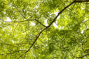 Fototapeta na wymiar maple tree, yellow leaves brighten maple tree in the forest