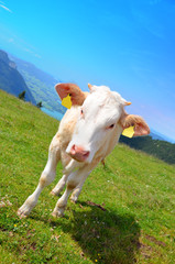 Kuh in den Alpen