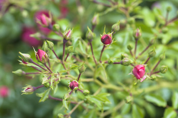 Obraz premium rose bush with red rose sprouts close up with defocused background
