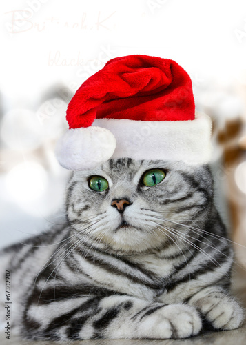 &quot;Tierische Weihnachten&quot; Stockfotos und lizenzfreie Bilder auf Fotolia