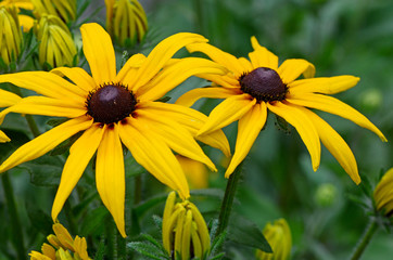 Yellow daisy looking like sunflower