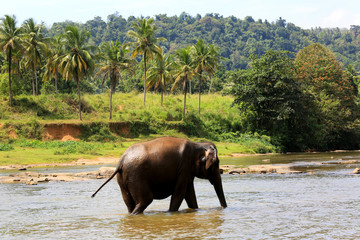 Elephant in river.