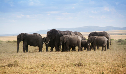 Famille éléphants de profil