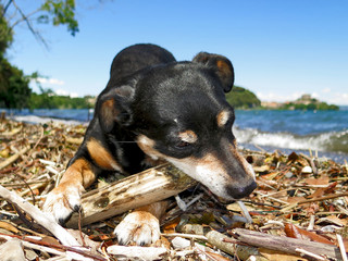 il miglior amico dell'uomo