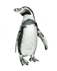 The Humboldt Penguin (Spheniscus humboldti).