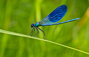 dragonfly - Powered by Adobe