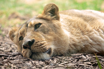 Sleeping lioness
