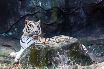White Tiger  on a Rock