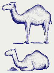 Standing and lying camels. Doodle style